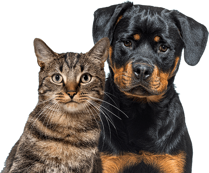Perros y gatos